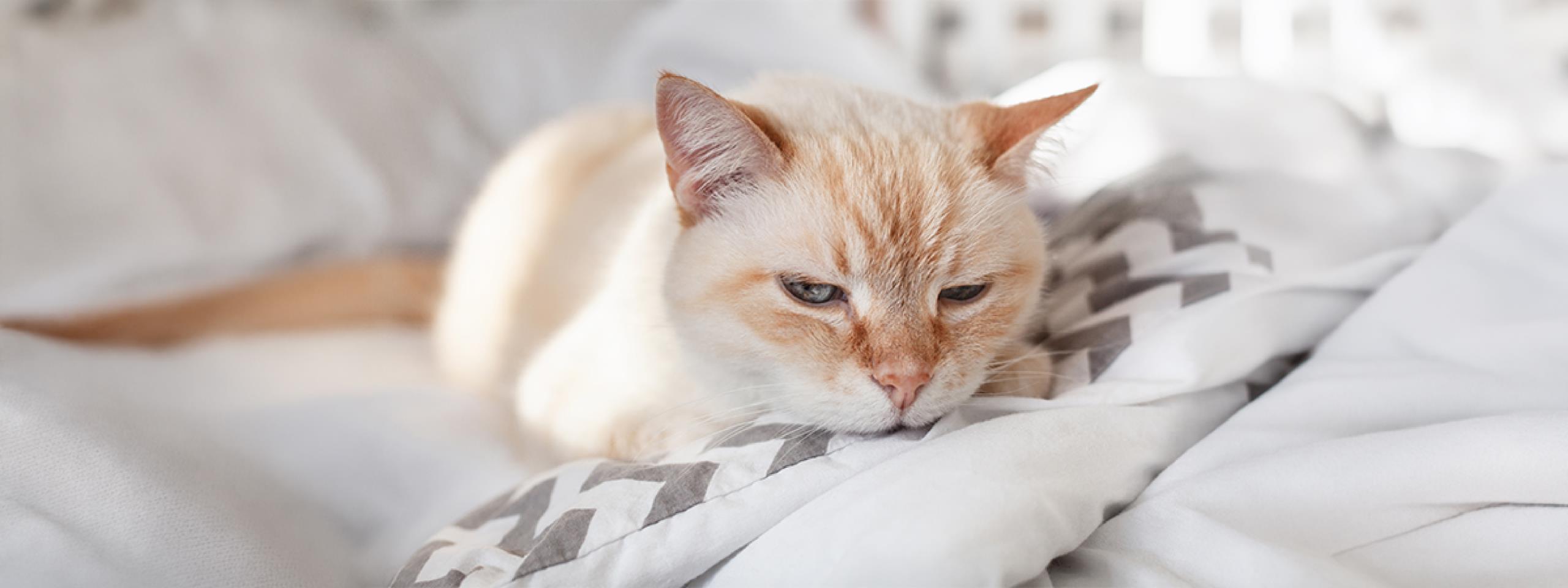 Signos de dolor en gatos